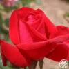Liebeszauber® 2 Liebeszauber® -Heirloom Roses liebeszauber 1 1