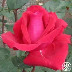 Liebeszauber® 5 Liebeszauber® -Heirloom Roses liebeszauber 2