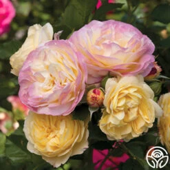 Life Of The Party™