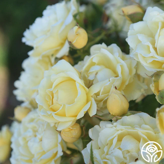 Light Of Day 4 Light Of Day - Image 2