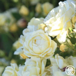 Light Of Day 11 Light Of Day -Heirloom Roses light of day 12