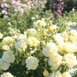 Light Of Day 9 Light Of Day -Heirloom Roses light of day 13