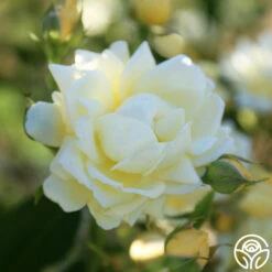 Light Of Day 10 Light Of Day -Heirloom Roses light of day 14