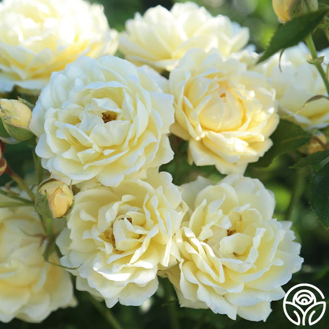 Light Of Day 3 Light Of Day