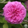 Lilac Pink Moss -Heirloom Roses lilac pink moss 1 5