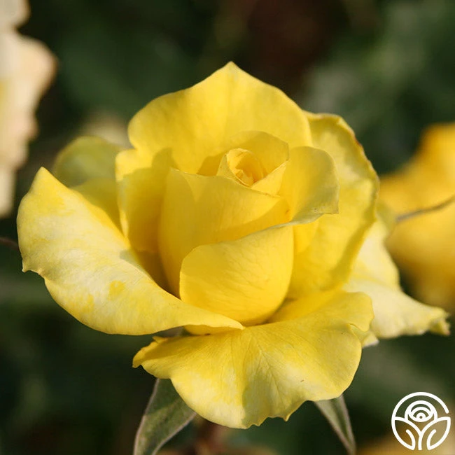 Limelight 4 Limelight - Image 2