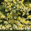 Limoncello™ -Heirloom Roses limoncello