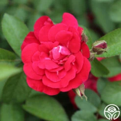 Linda Campbell -Heirloom Roses linda campbell logo 03