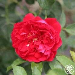 Linda Campbell -Heirloom Roses linda campbell logo 04