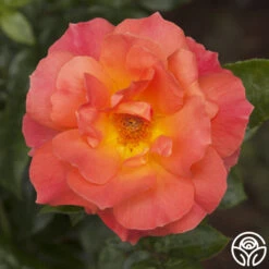 Livin' Easy™ 18 Livin' Easy™ -Heirloom Roses livin easy logo 02