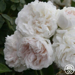 Long John Silver -Heirloom Roses longjohnsilver logo 04