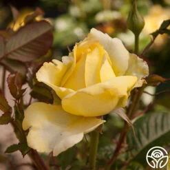 Lord Mountbatten™ -Heirloom Roses lord mountbatten 4 5