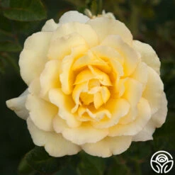 Lord Mountbatten™ -Heirloom Roses lord mountbatten 6