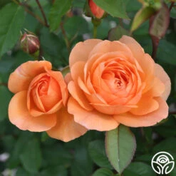 Louise Clements™ 18 Louise Clements™ -Heirloom Roses louise clements 11