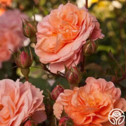 Louise Clements™ 19 Louise Clements™ -Heirloom Roses louise clements 12