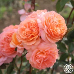 Louise Clements™ 25 Louise Clements™ -Heirloom Roses louise clements 13