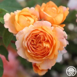 Louise Clements™ 22 Louise Clements™ -Heirloom Roses louise clements 14