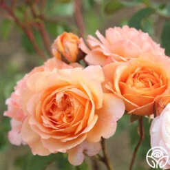 Louise Clements™ 26 Louise Clements™ -Heirloom Roses louise clements 15