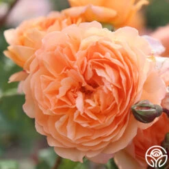 Louise Clements™ 21 Louise Clements™ -Heirloom Roses louise clements 16