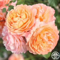 Louise Clements™ 27 Louise Clements™ -Heirloom Roses louise clements 17