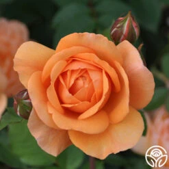 Louise Clements™ 24 Louise Clements™ -Heirloom Roses louise clements 19