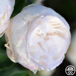 Louise D' Arzens -Heirloom Roses louise d arzens 1