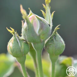 Louise D' Arzens -Heirloom Roses louise d arzens 3