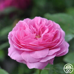 Louise Odier -Heirloom Roses louise odier 3 5