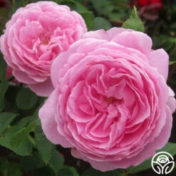 Louise Odier -Heirloom Roses louise odier 6 4