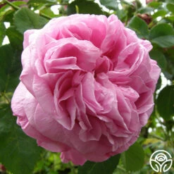 Louise Odier -Heirloom Roses louise odier 7 1 1