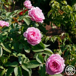 Louise Odier -Heirloom Roses louise odier 8