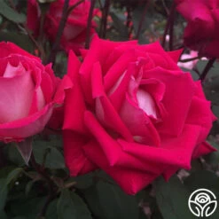 Love 12 Love -Heirloom Roses love 2 7