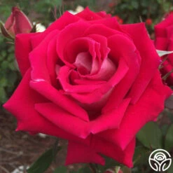 New Release -Heirloom Roses love 3 1 1
