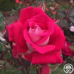 Love 14 Love -Heirloom Roses love 5