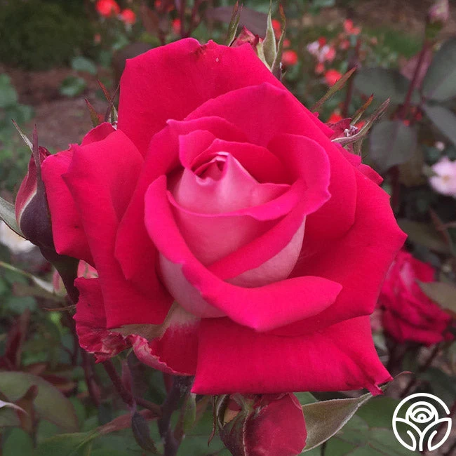 Love 8 Love - Image 6