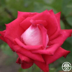 Love 13 Love -Heirloom Roses love 7