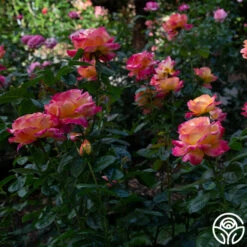 Love & Peace® -Heirloom Roses love peace 11