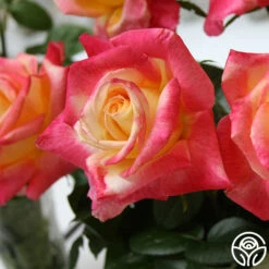 Love & Peace® -Heirloom Roses love peace 1 2