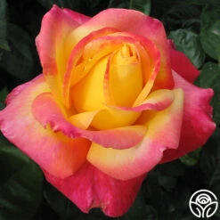 Love & Peace® -Heirloom Roses love peace 21