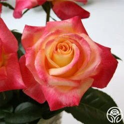 Love & Peace® -Heirloom Roses love peace 2 1 3