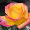 Love & Peace® -Heirloom Roses love peace 3 1