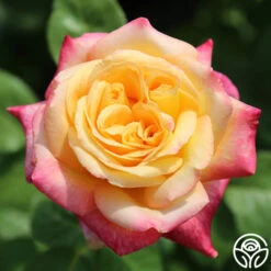 Love & Peace® -Heirloom Roses love peace 5 1