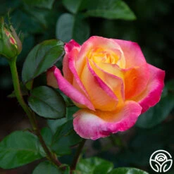 Love & Peace® -Heirloom Roses love peace 6
