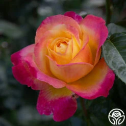 Love & Peace® -Heirloom Roses love peace 7 1