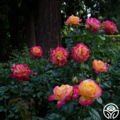Love & Peace® -Heirloom Roses love peace 8 1