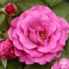 Love Potion™ 1 Love Potion™ -Heirloom Roses love potion 2 5