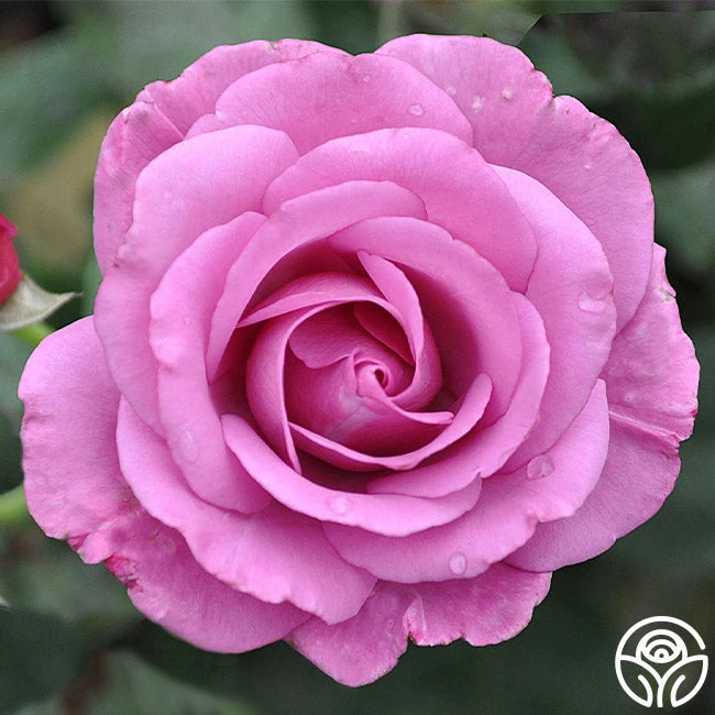 Love Potion™ 4 Love Potion™ - Image 2