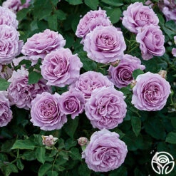 Love Song 16 Love Song -Heirloom Roses love song 1 9