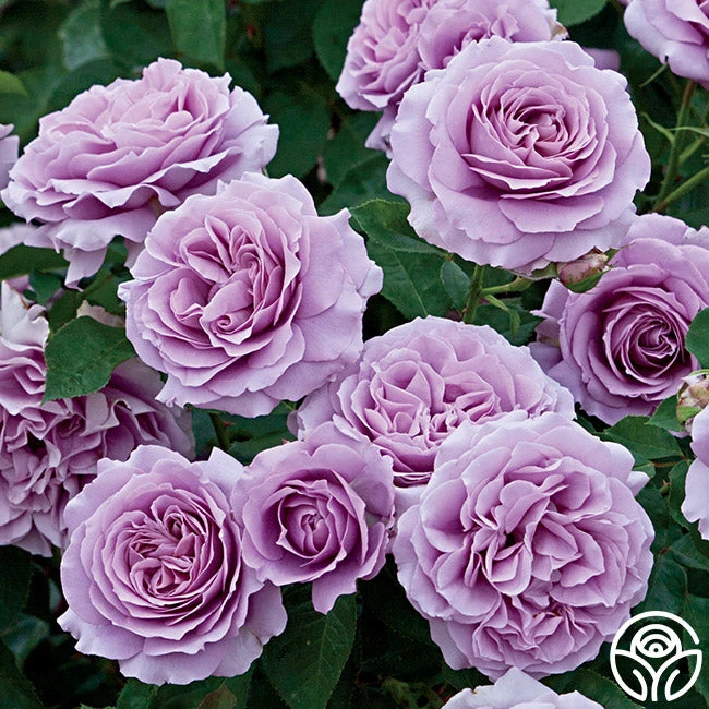 Love Song 3 Love Song