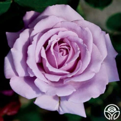 Love Song 19 Love Song -Heirloom Roses love song 3 8